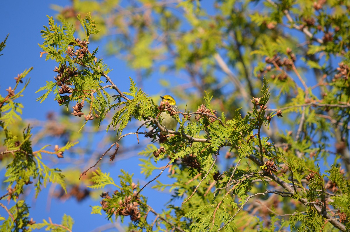 Black-throated Green Warbler - ML635949110