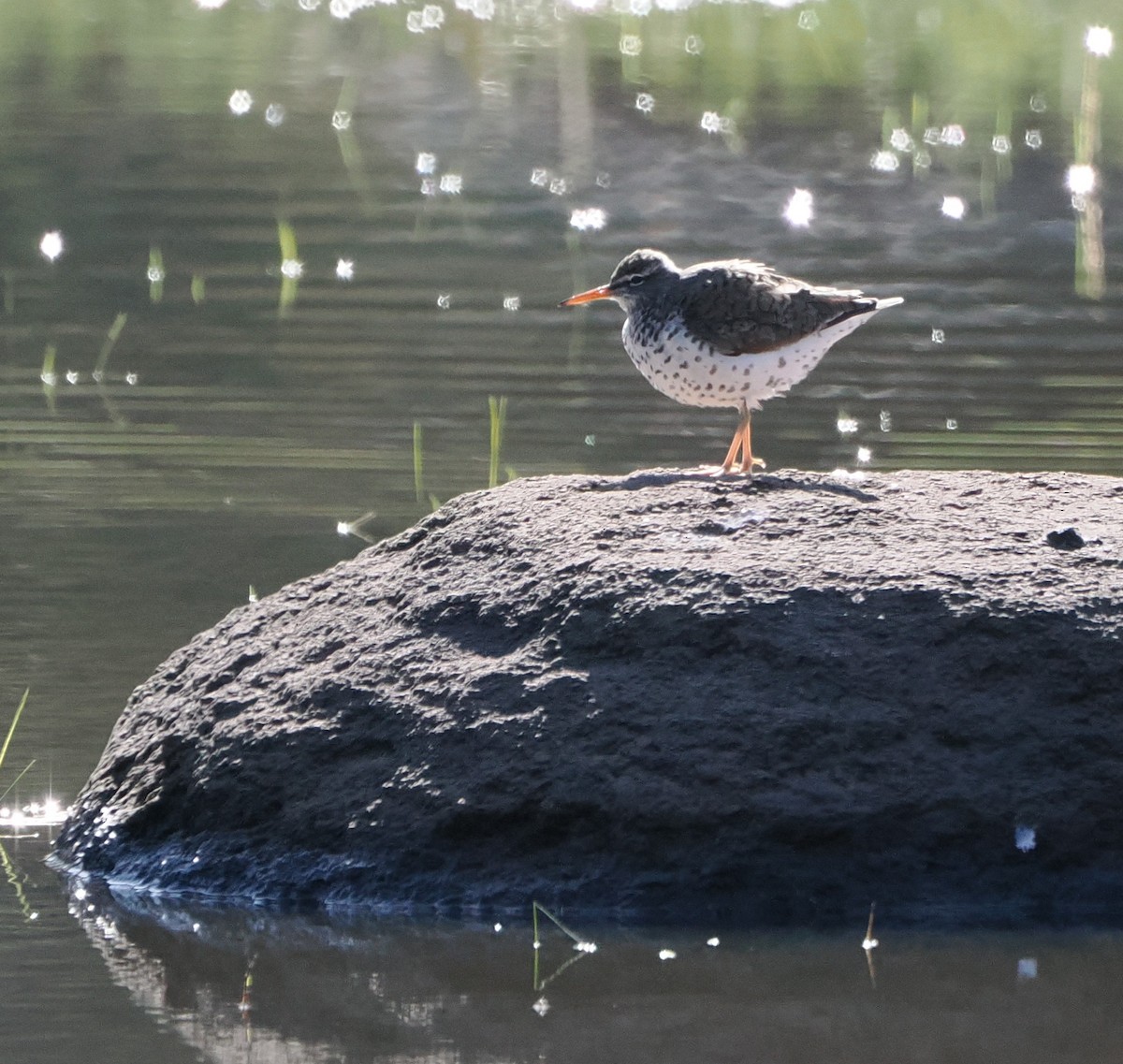 Drosseluferläufer - ML635949113