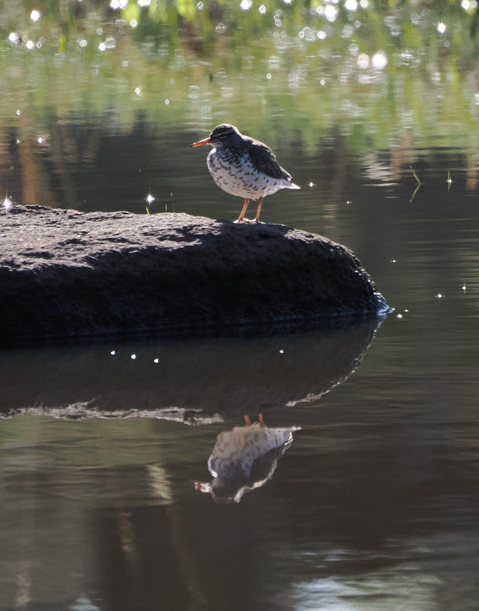 Drosseluferläufer - ML635949115