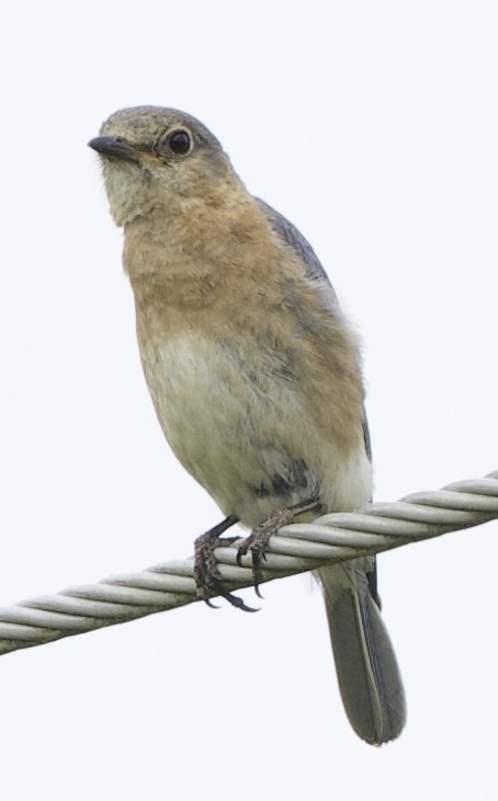 Eastern Bluebird - ML635949144