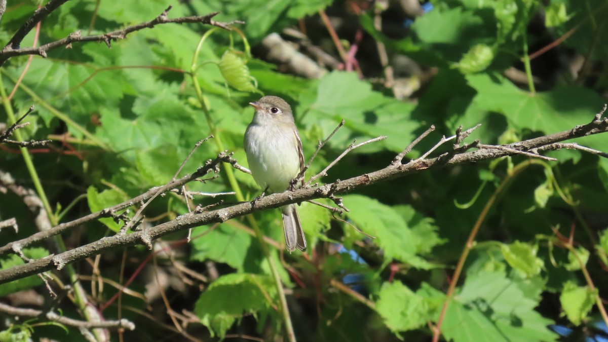Least Flycatcher - ML635949313