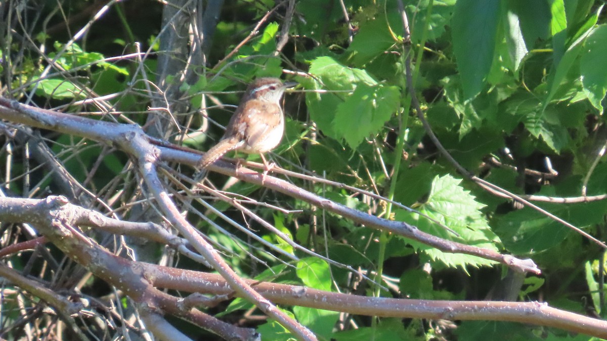 Carolina Wren - ML635949323