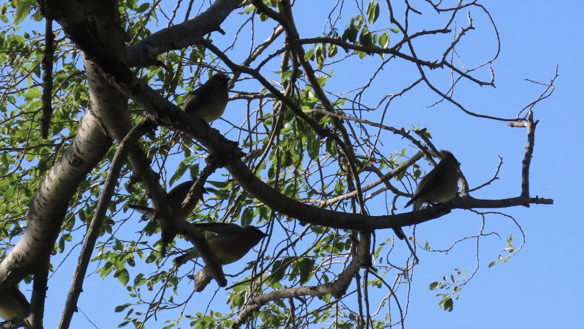 Cedar Waxwing - ML635949333
