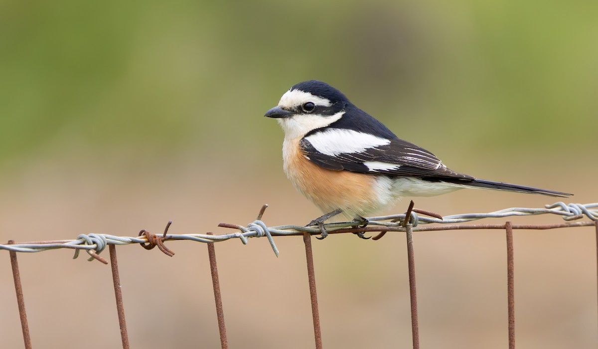 Masked Shrike - ML635949340