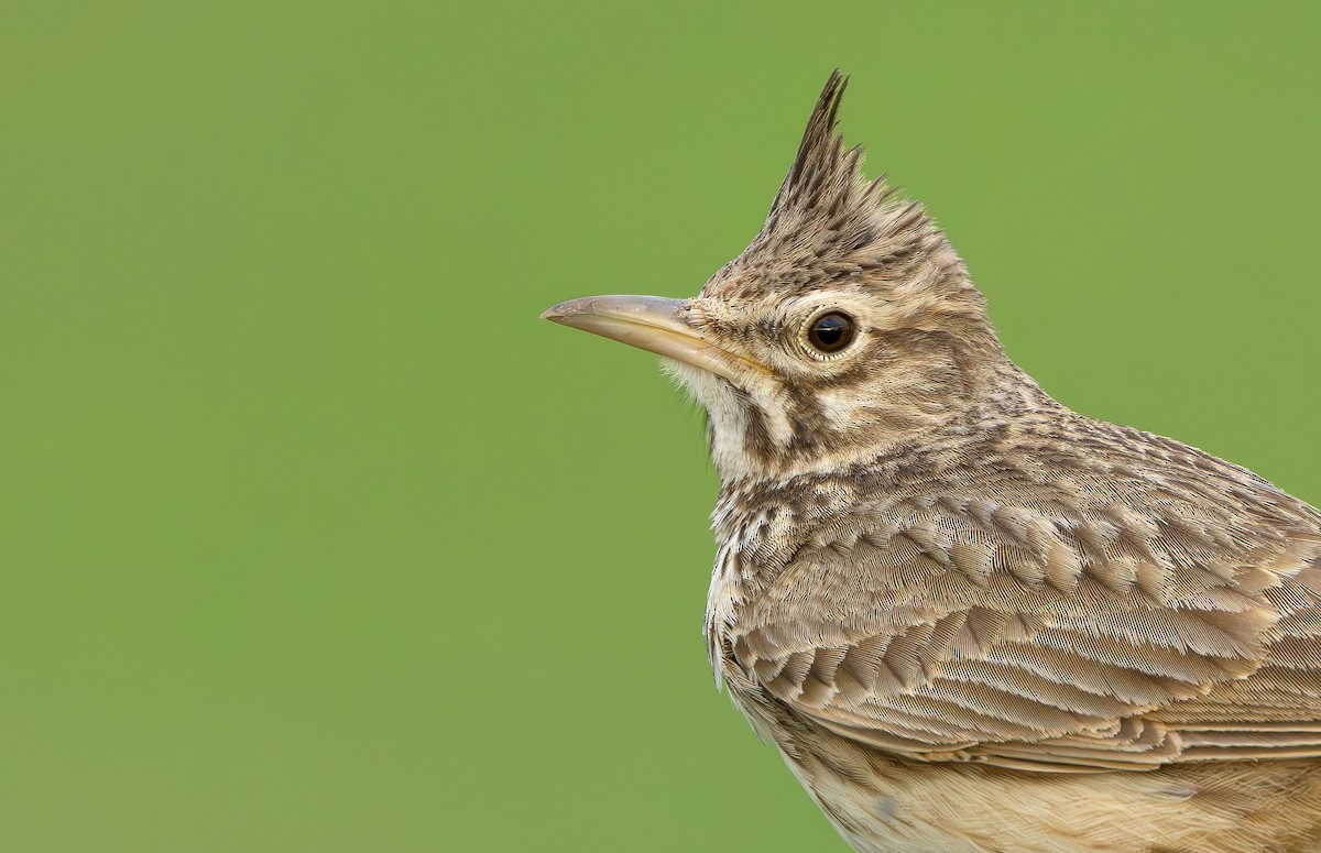 Crested Lark (Crested) - ML635949376