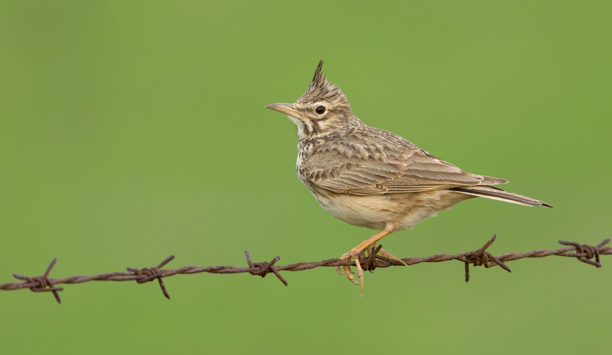 Crested Lark (Crested) - ML635949377