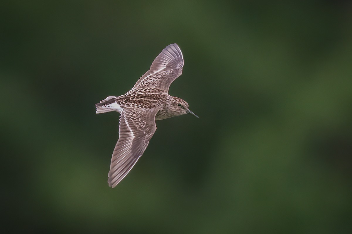 Least Sandpiper - ML635949381