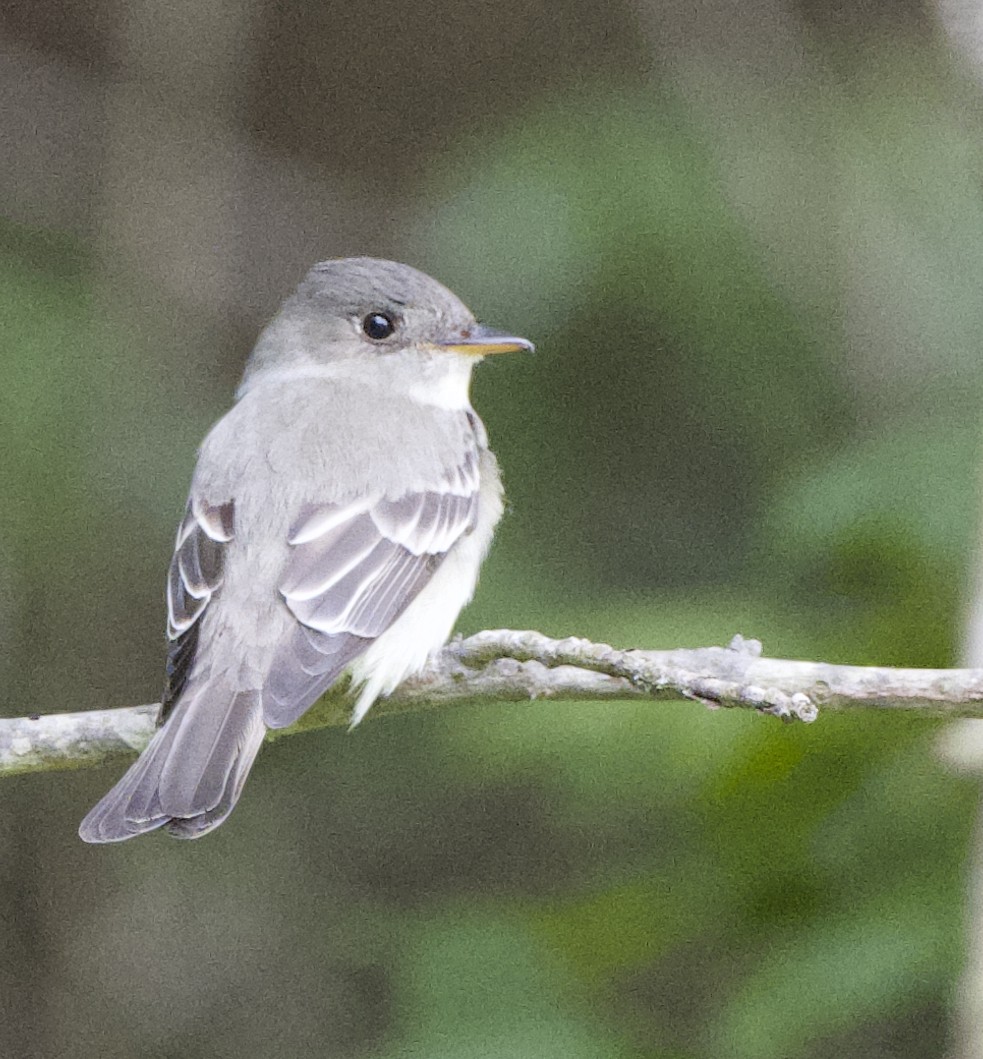 Eastern Wood-Pewee - ML635949396