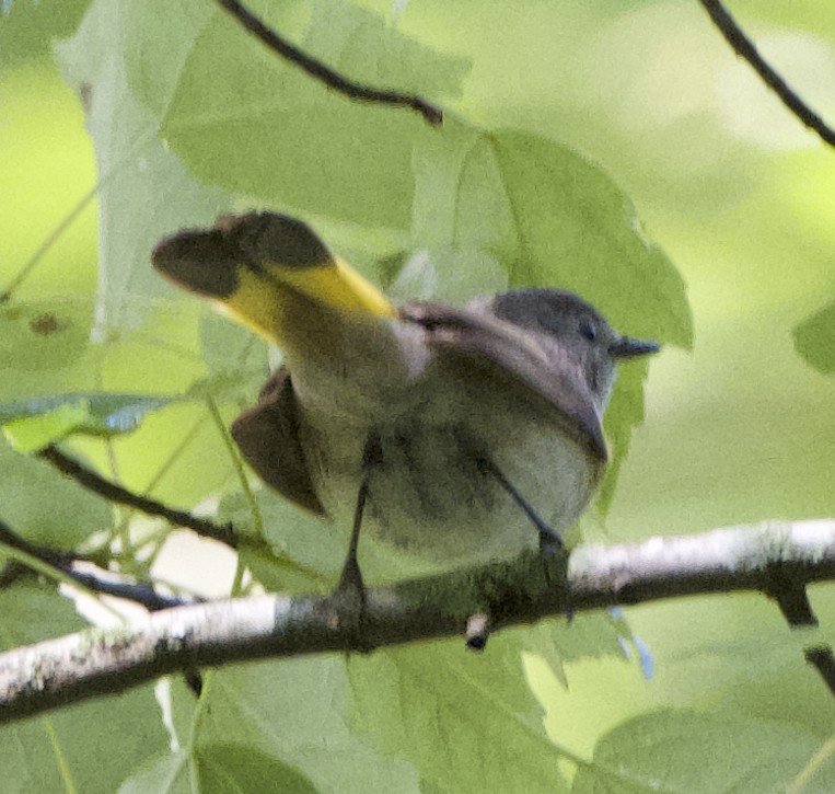 American Redstart - ML635949468