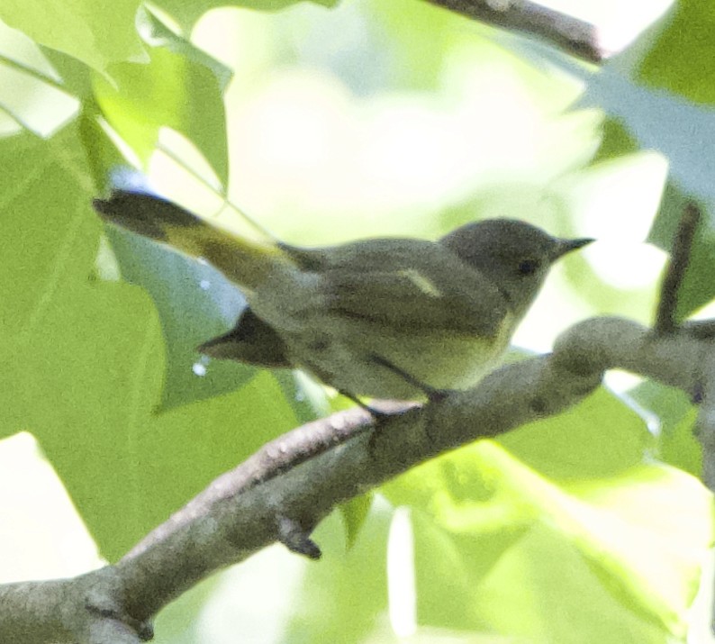 American Redstart - ML635949469