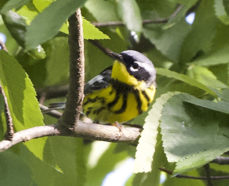 Magnolia Warbler - ML635949478