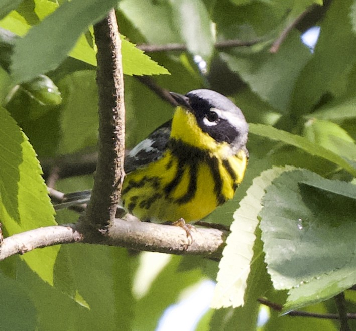 Magnolia Warbler - ML635949479