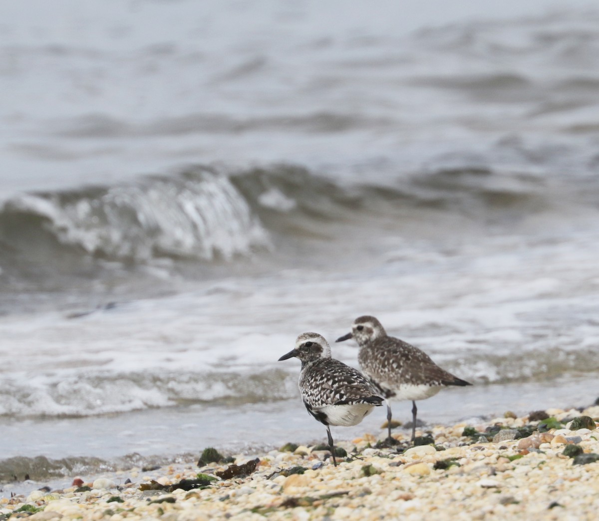 Black-bellied Plover - ML635949496