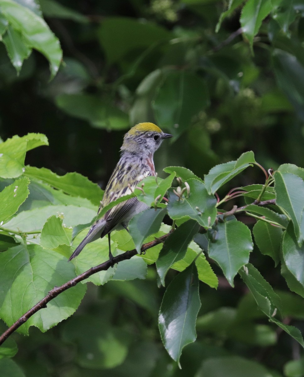 Chestnut-sided Warbler - ML635949520