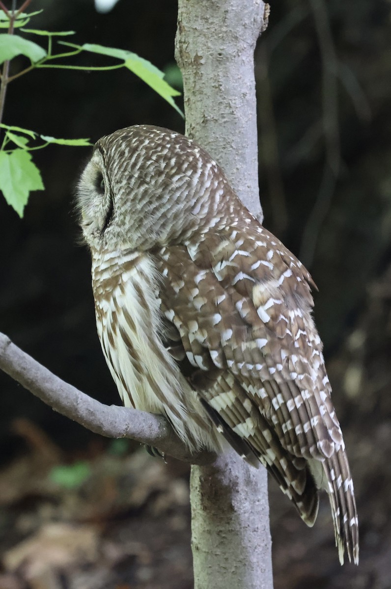 Barred Owl - ML635949532