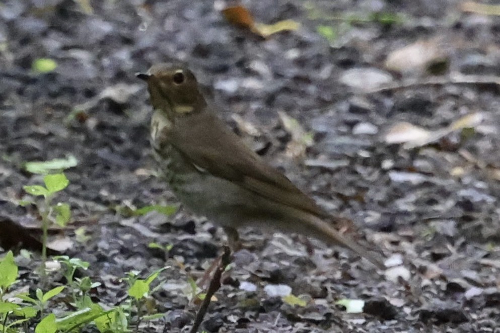 Swainson's Thrush - ML635949572