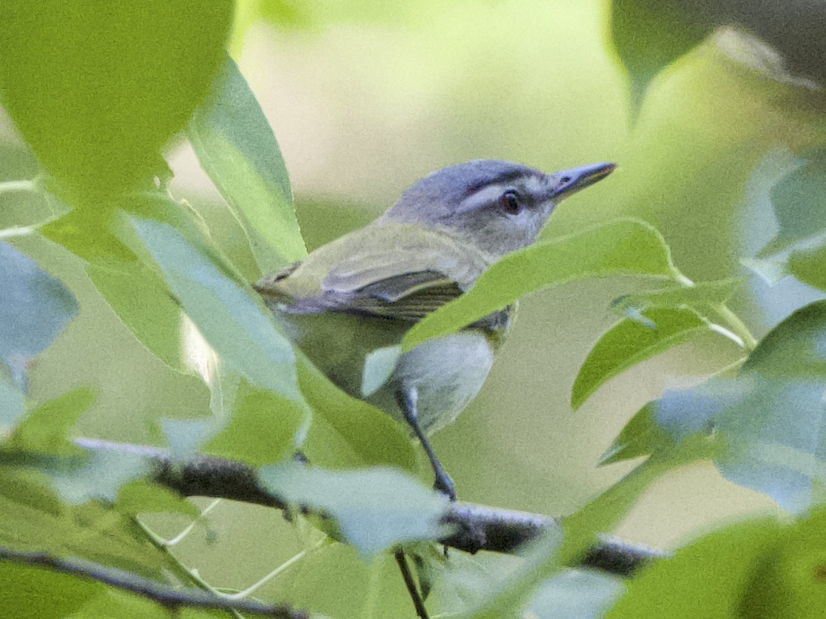 Red-eyed Vireo - ML635949632
