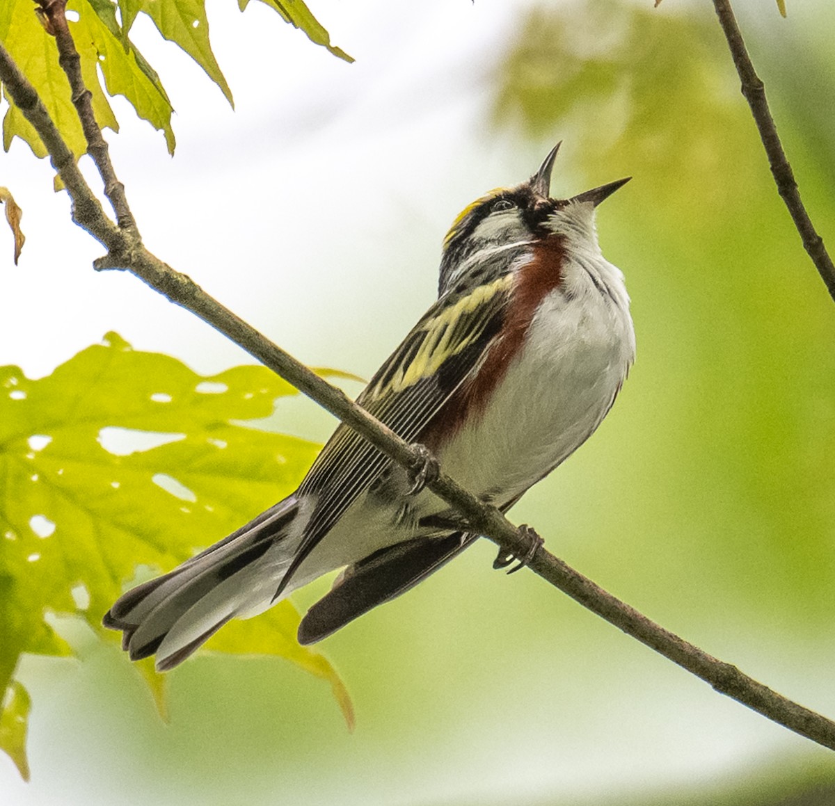 Chestnut-sided Warbler - ML635949679