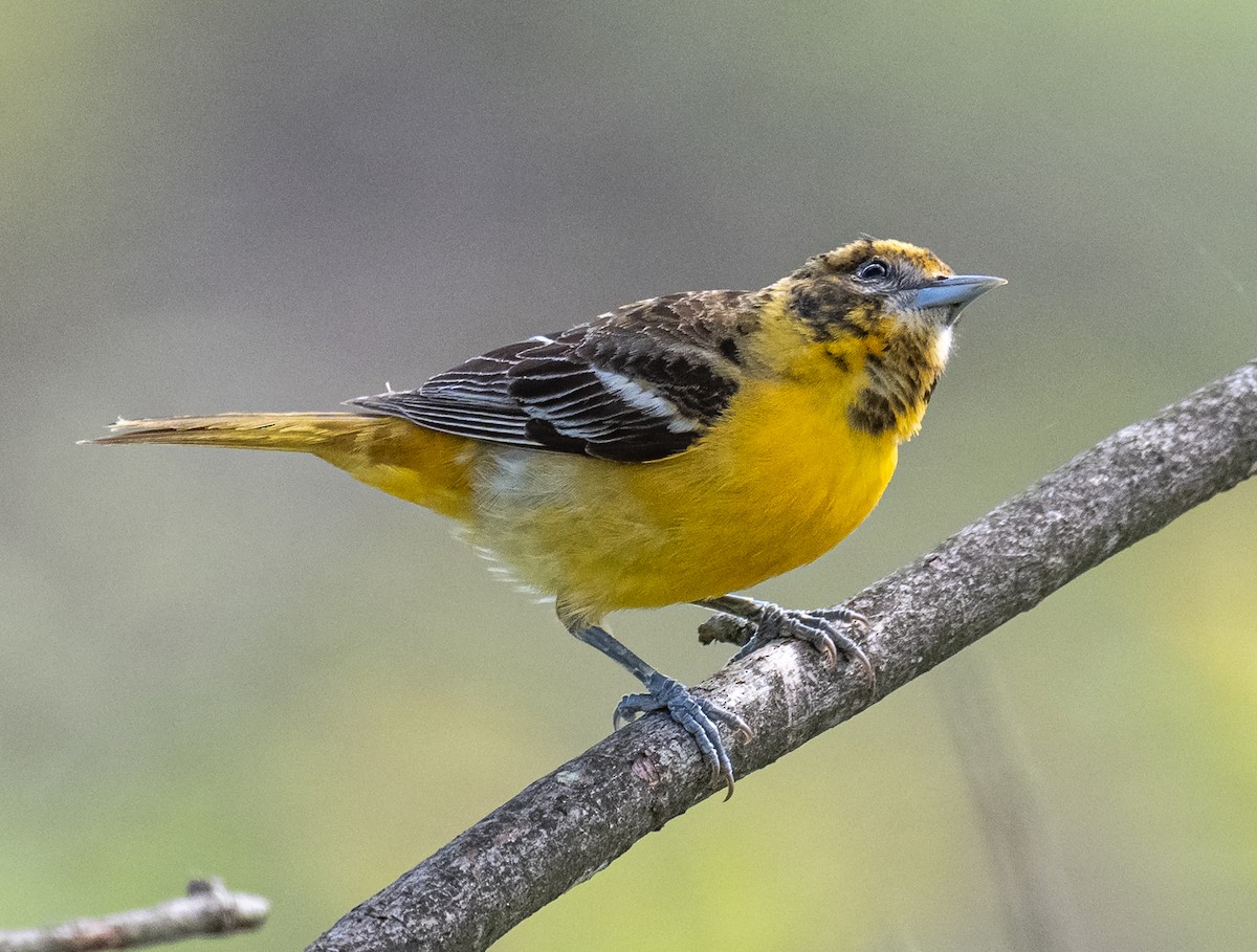 Baltimore Oriole - ML635949861