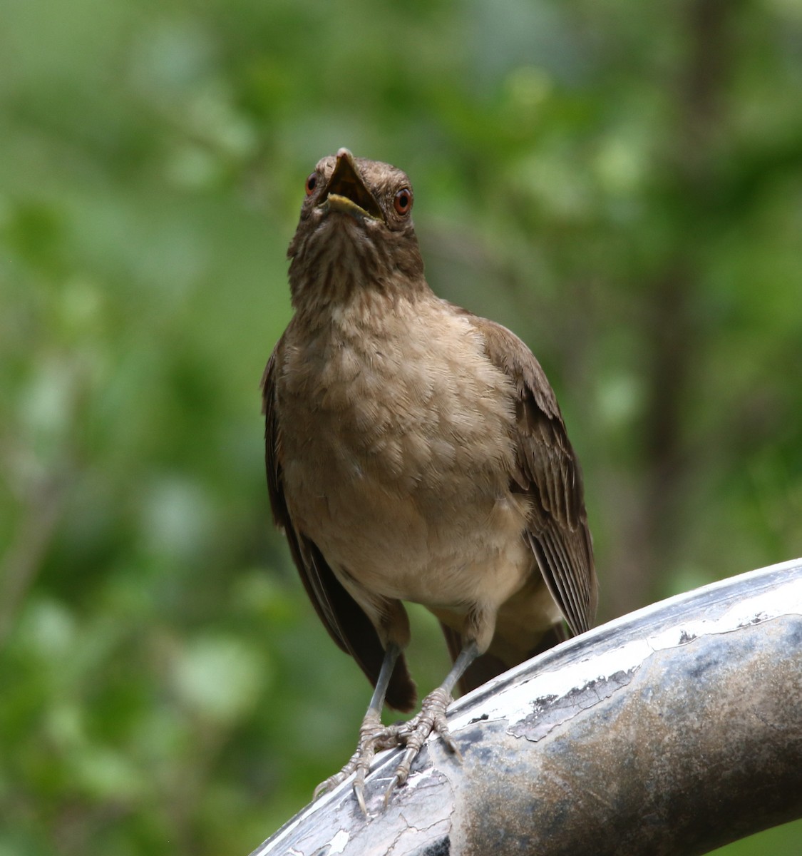 Clay-colored Thrush - ML635949885