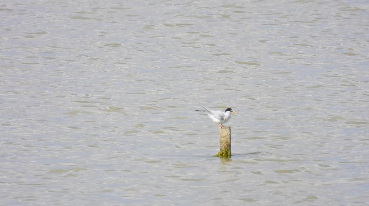Little Tern - ML635949918