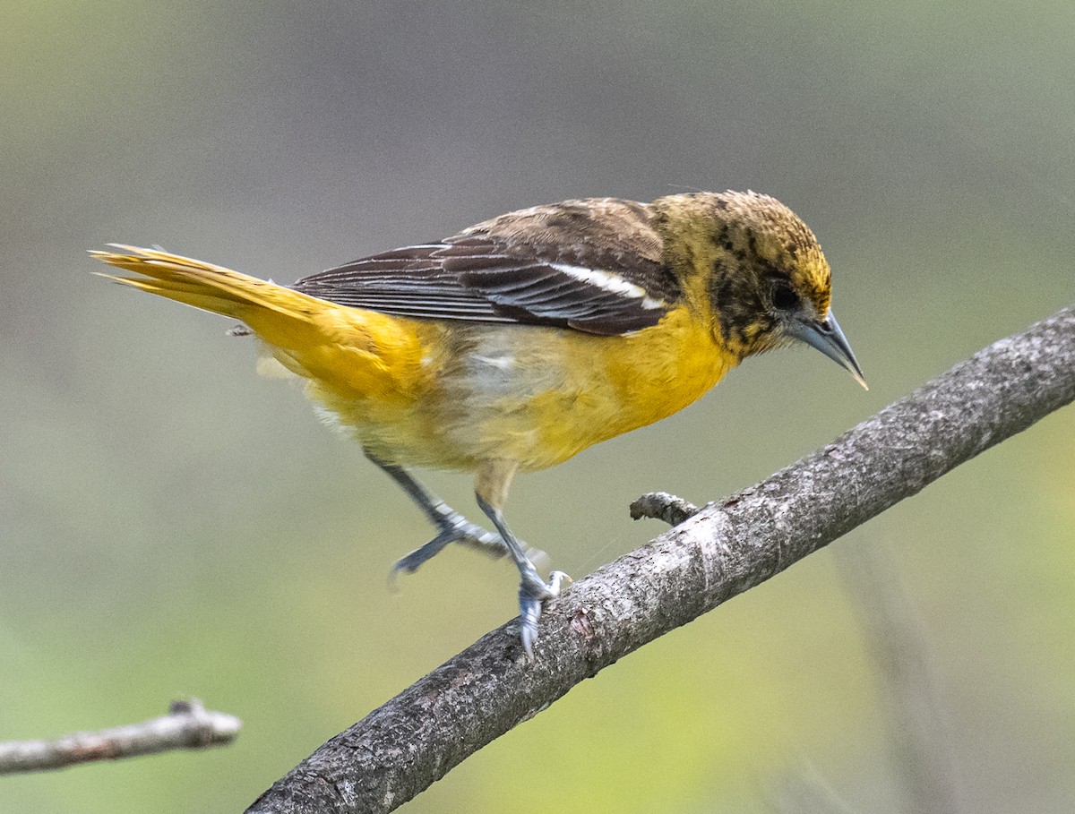 Baltimore Oriole - ML635949924