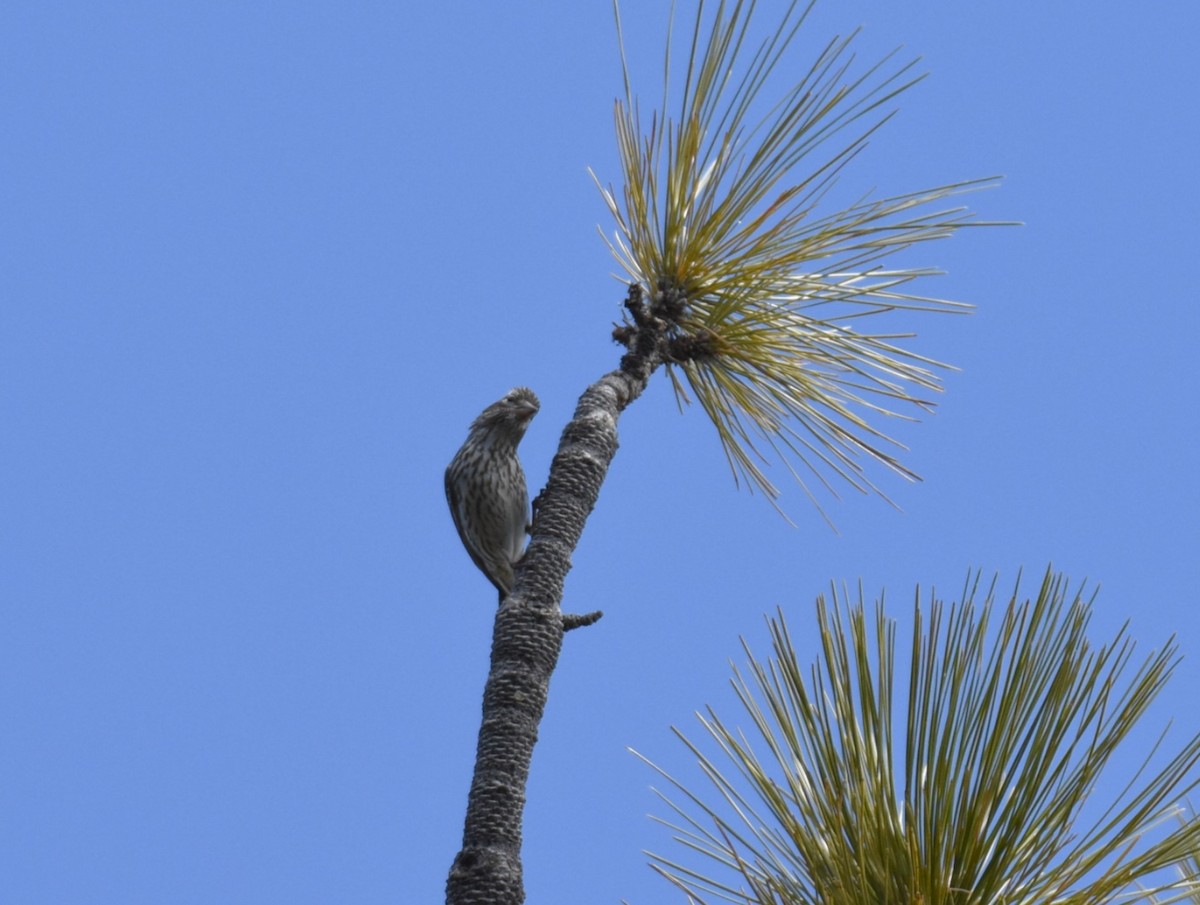 Purple/Cassin's Finch - ML635949983