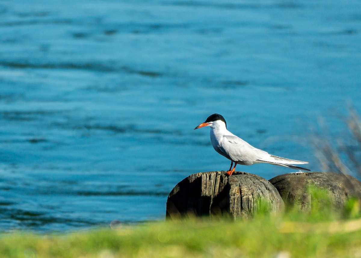 Forster's Tern - ML635950031
