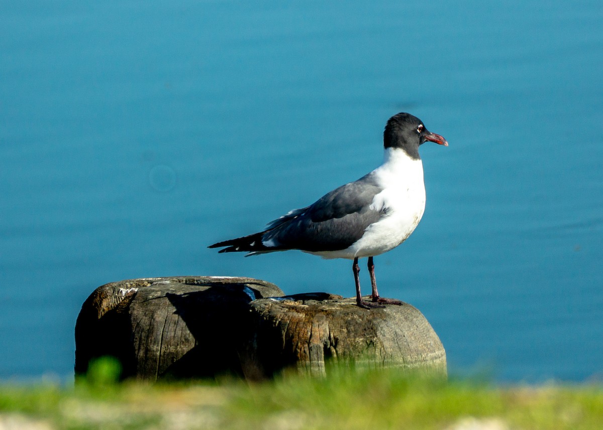 Laughing Gull - ML635950044