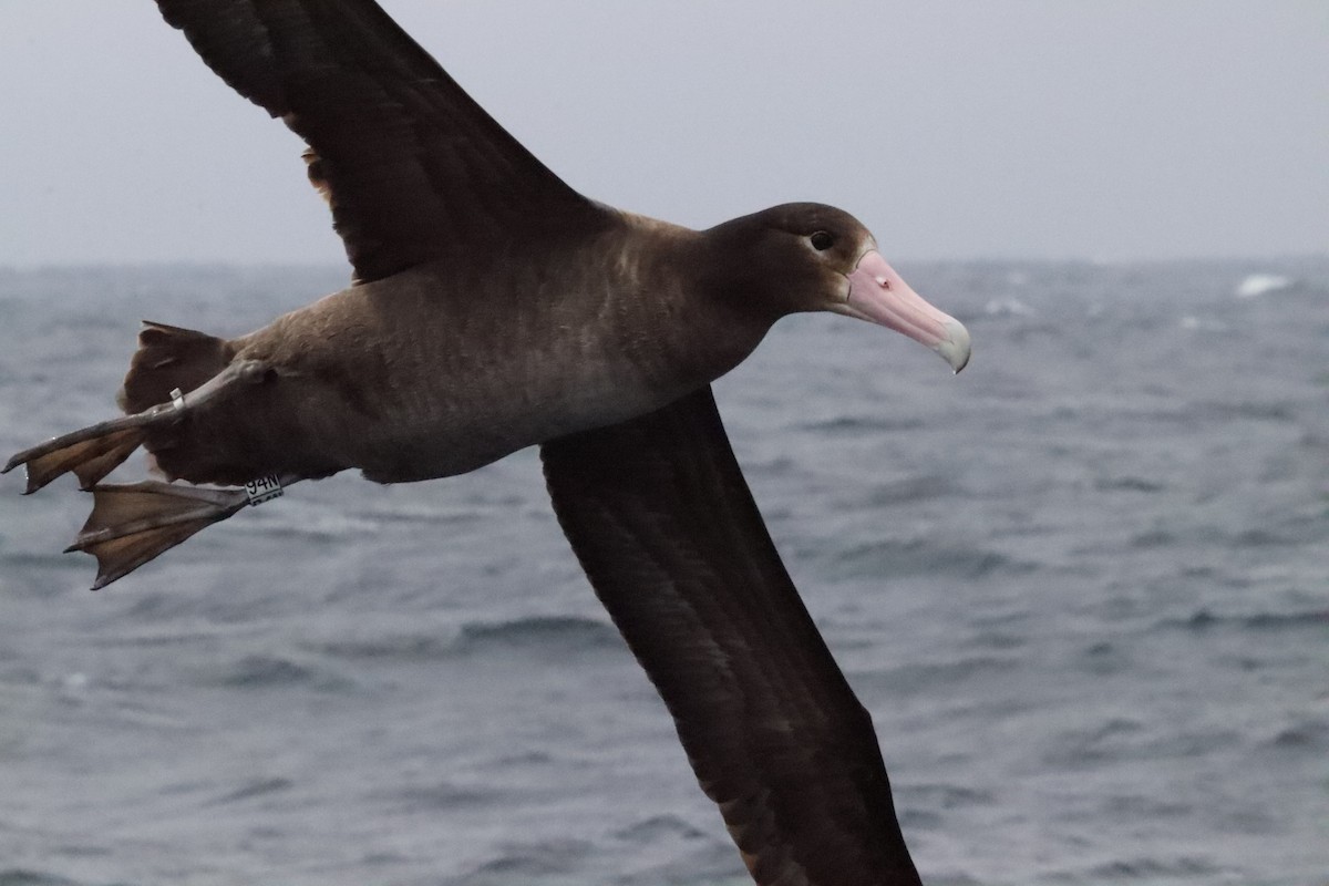 Short-tailed Albatross - ML635950109