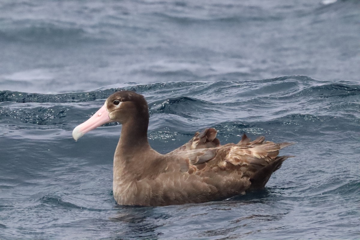 Short-tailed Albatross - ML635950127