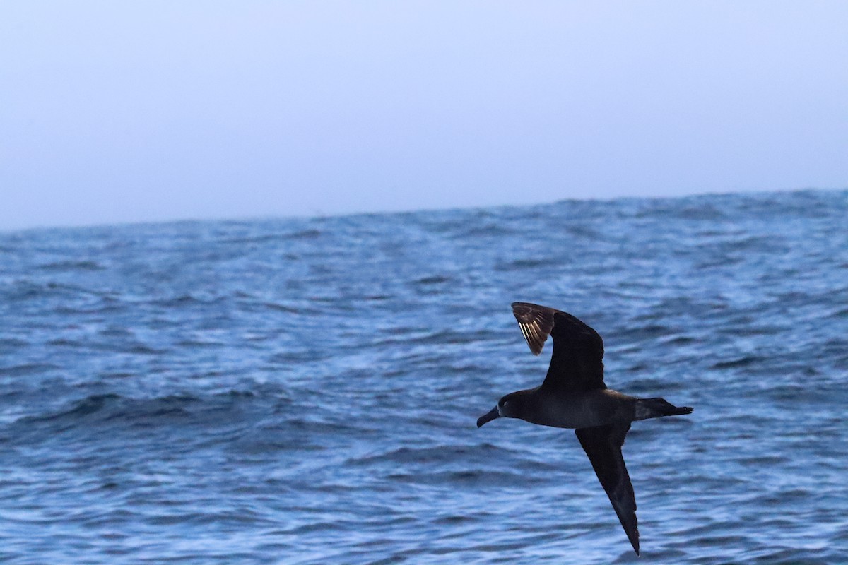 Black-footed Albatross - ML635950143