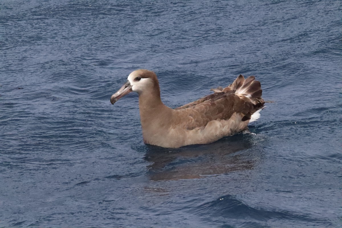 Black-footed Albatross - ML635950166