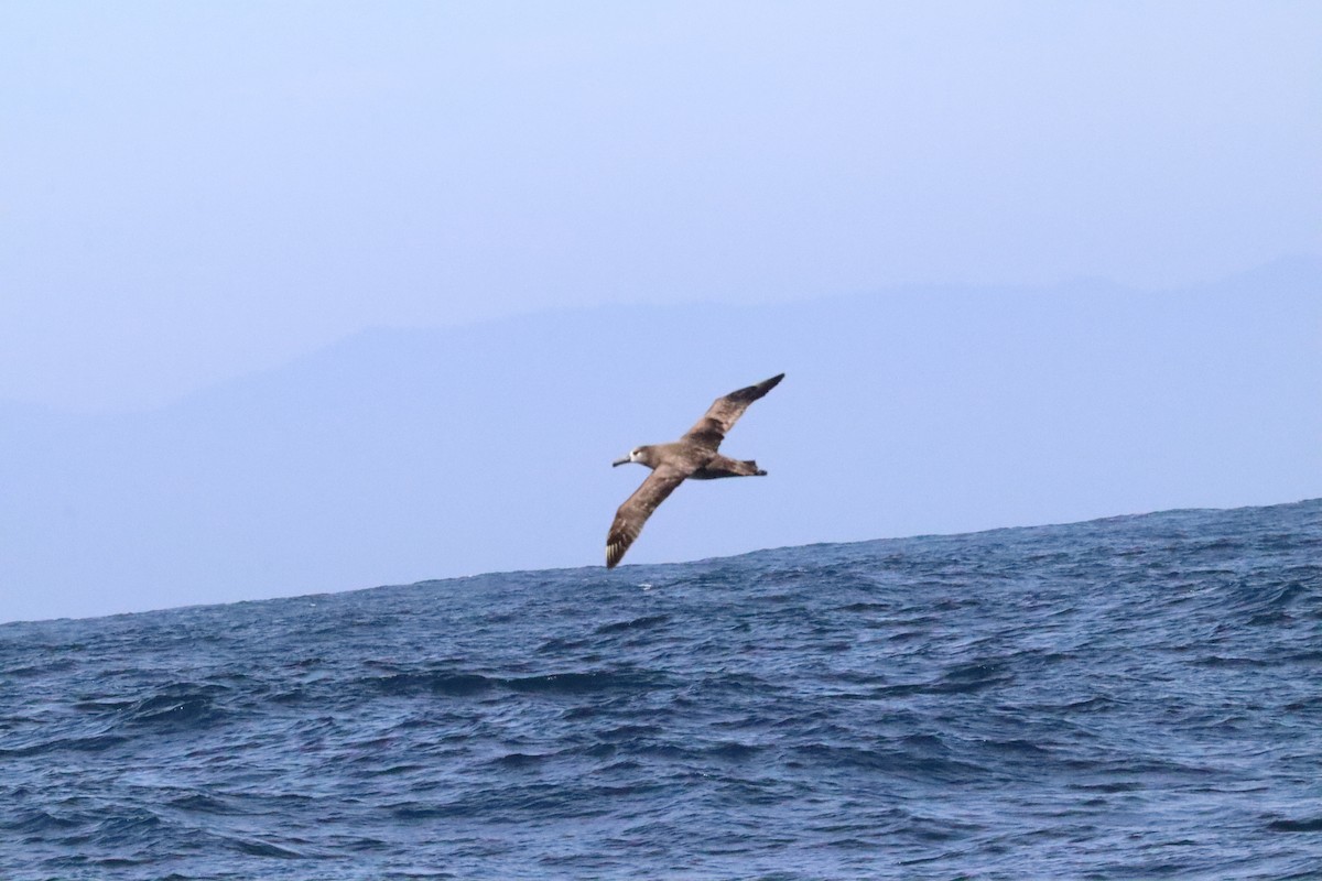 Black-footed Albatross - ML635950175