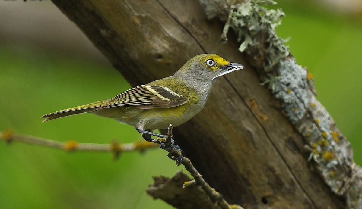 White-eyed Vireo - ML635950224