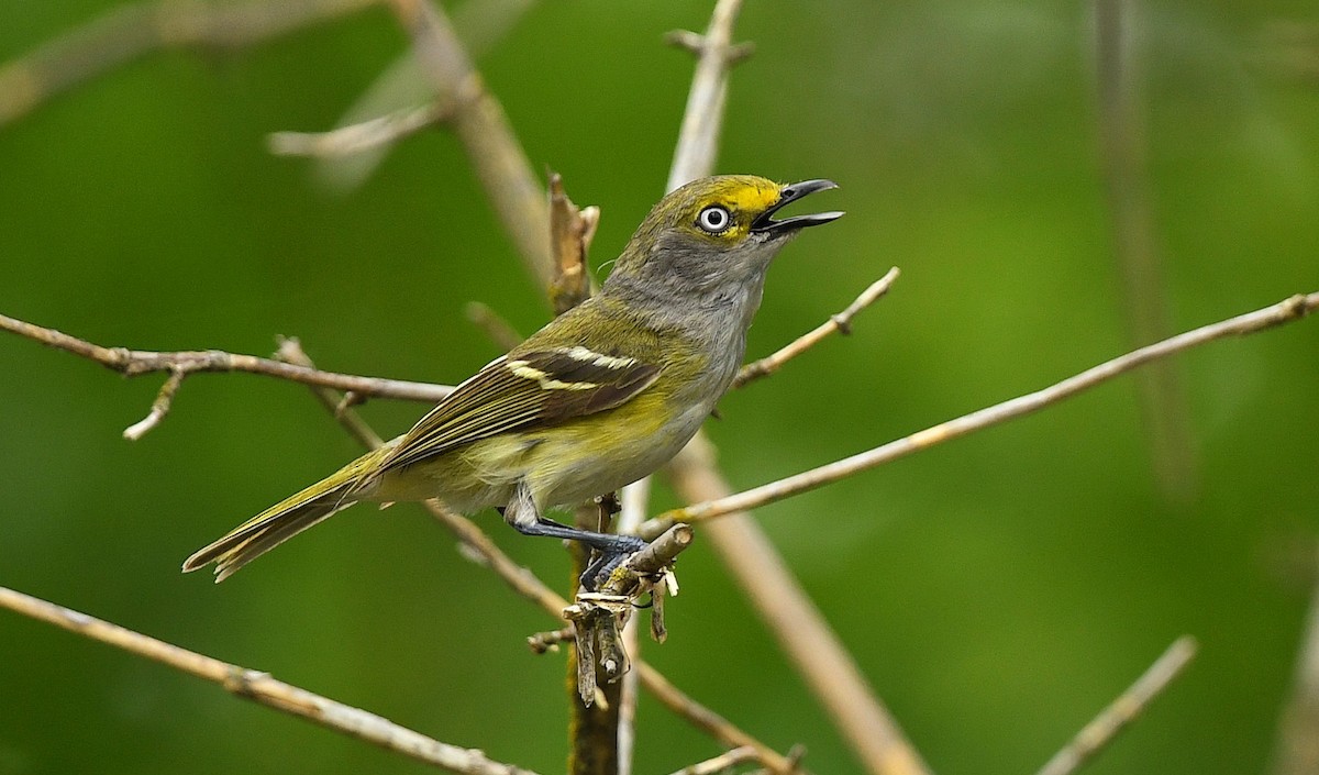 White-eyed Vireo - ML635950225