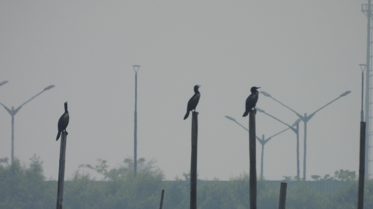 Little Black Cormorant - ML635950269