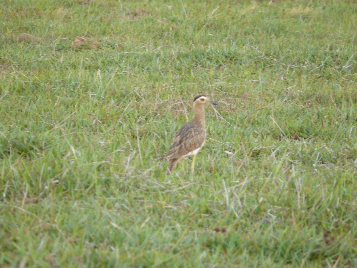 Double-striped Thick-knee - ML635950300