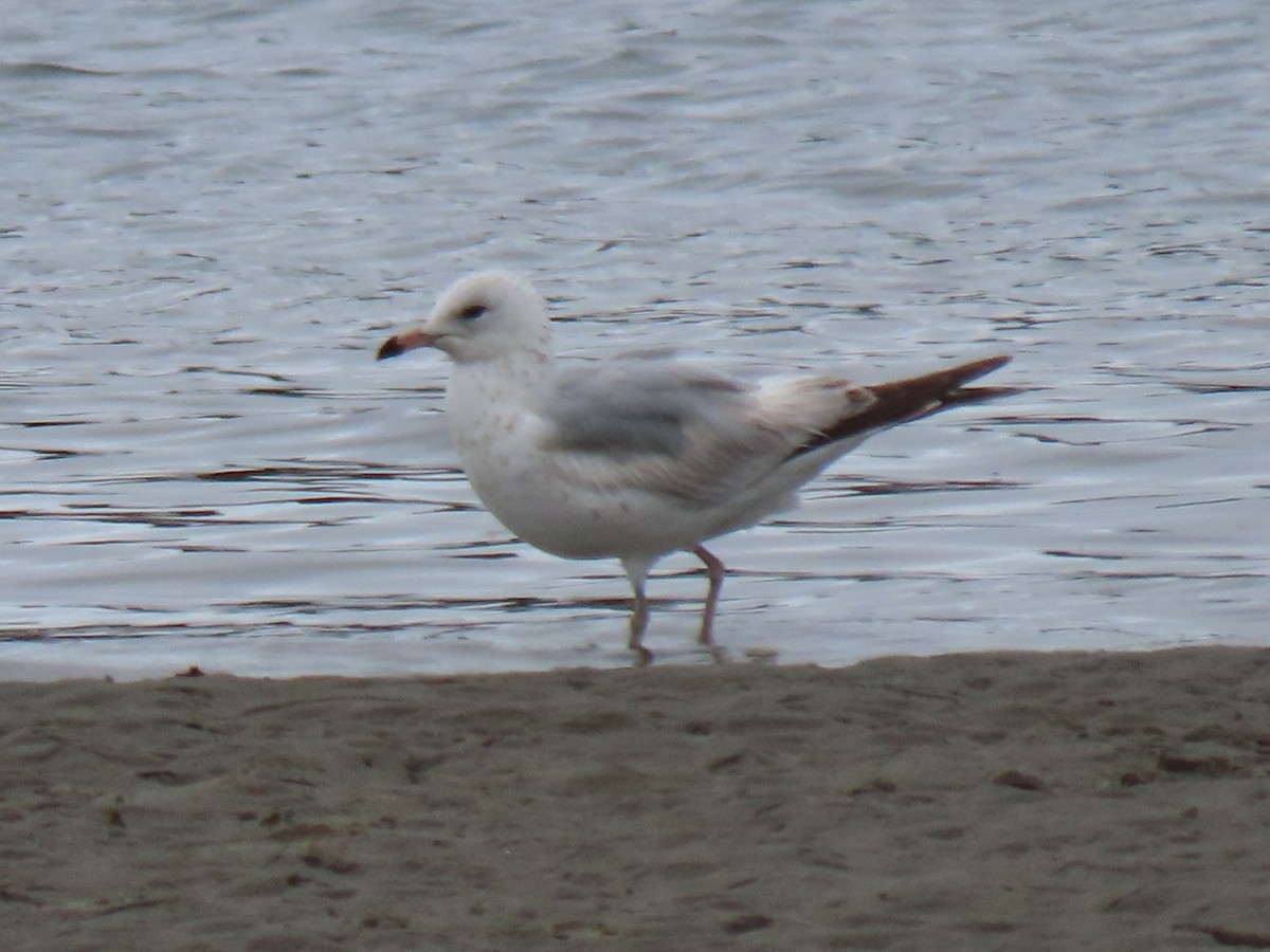 クロワカモメ - ML635950309