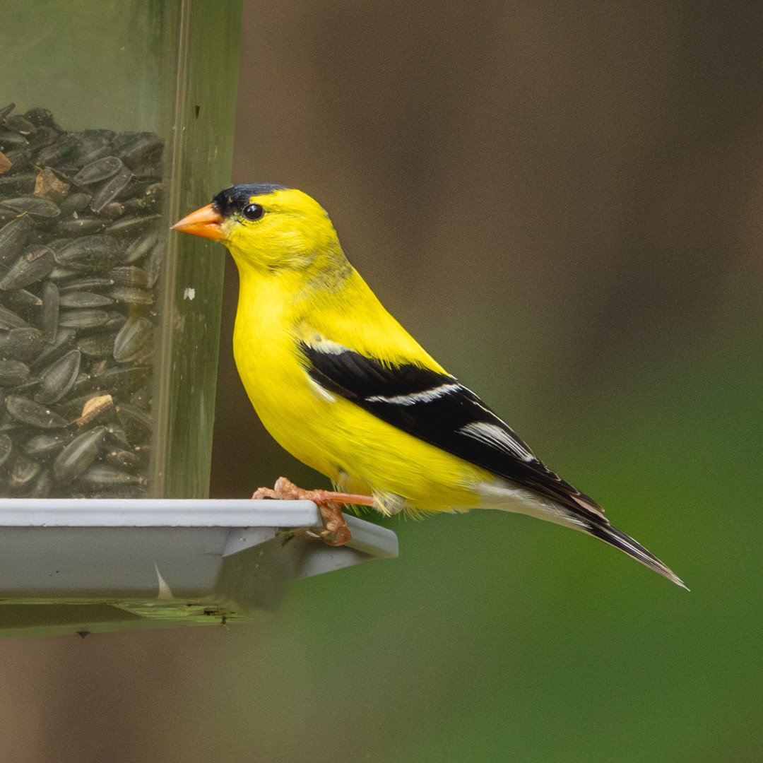 American Goldfinch - ML635950322