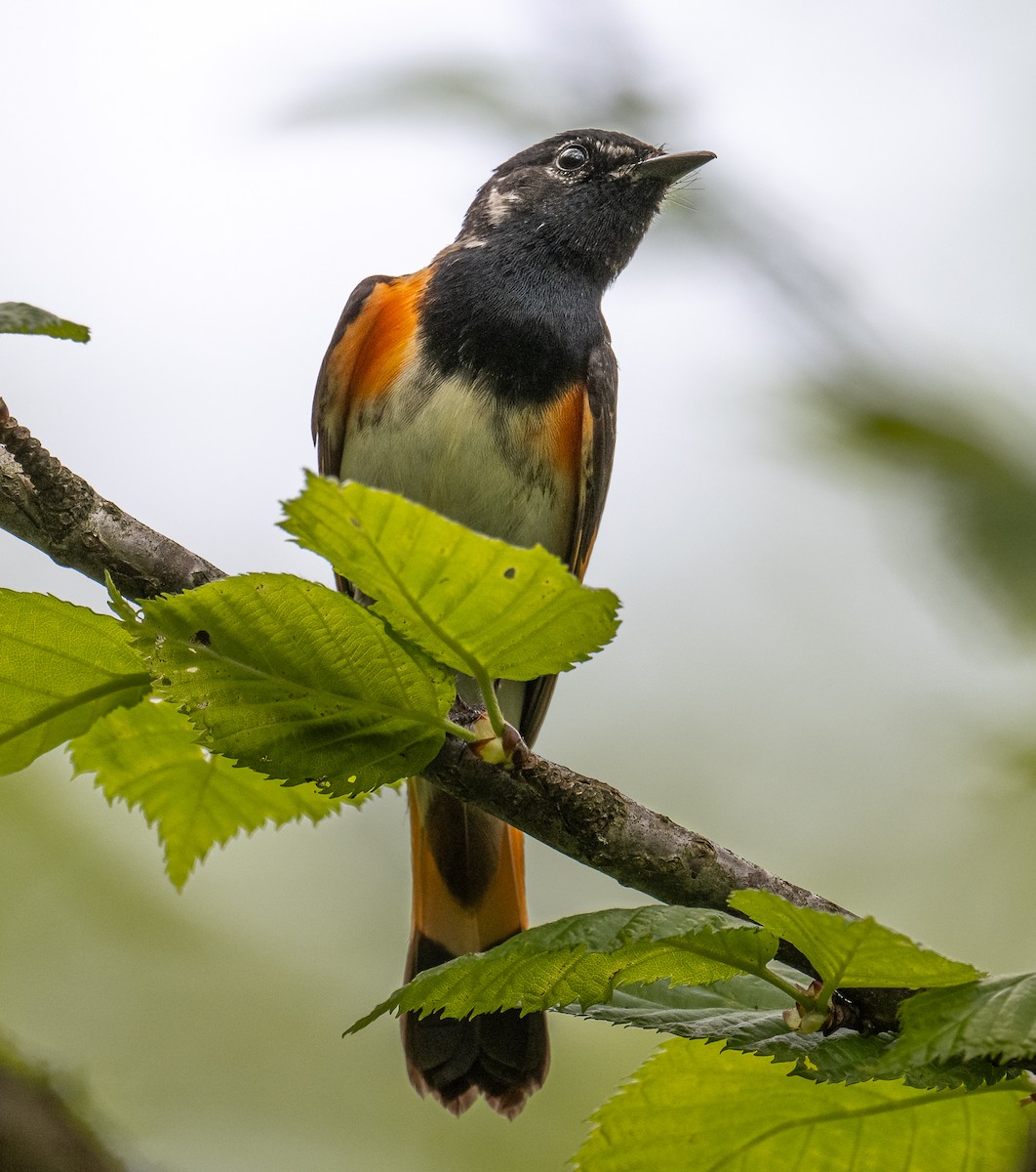 American Redstart - ML635950324