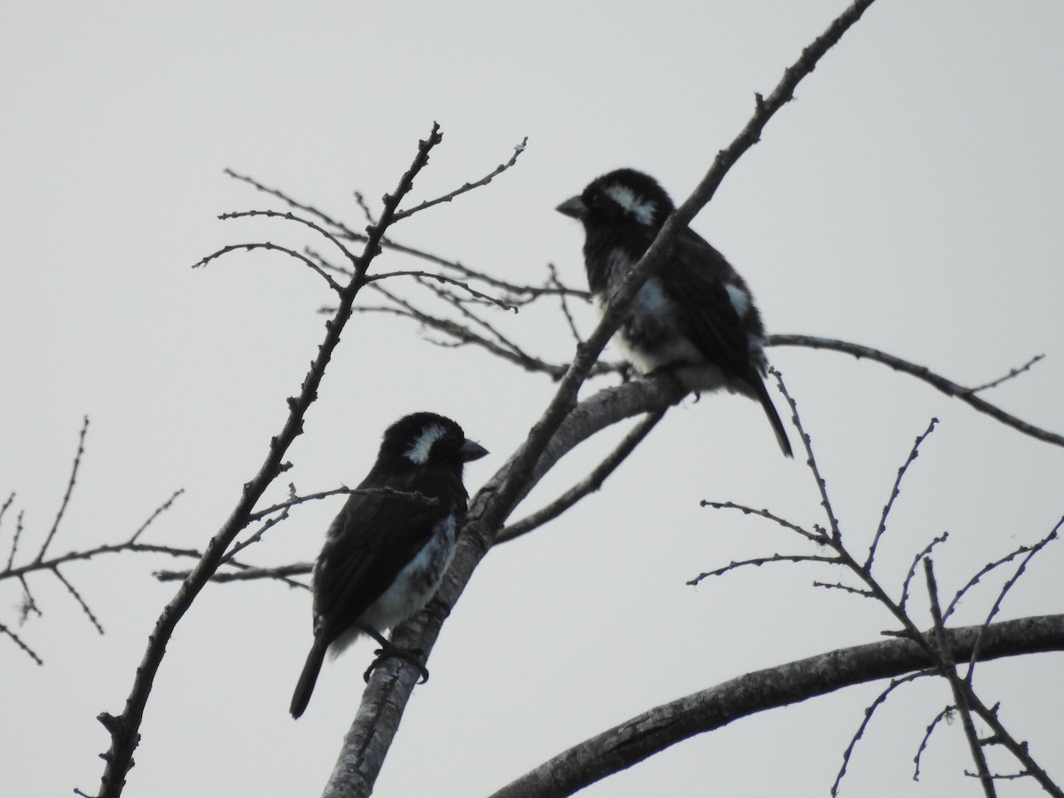 White-eared Barbet - ML635950339