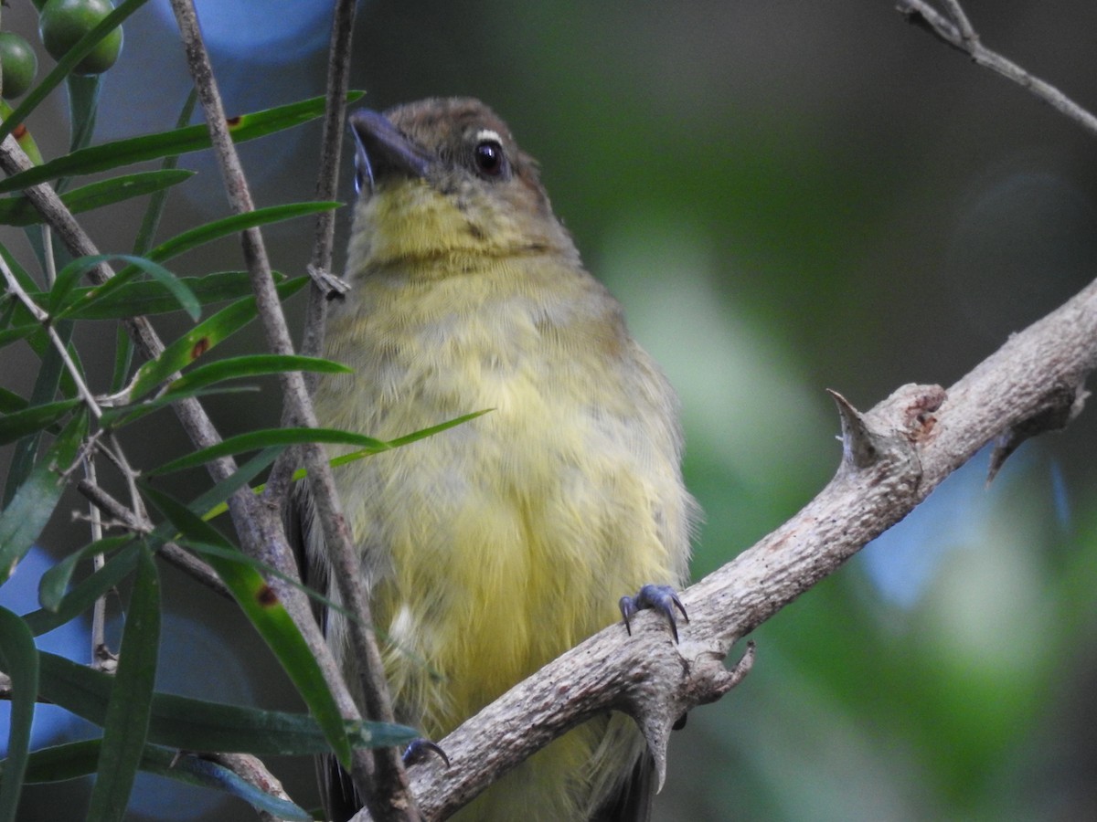 Yellow-bellied Greenbul - ML635950360