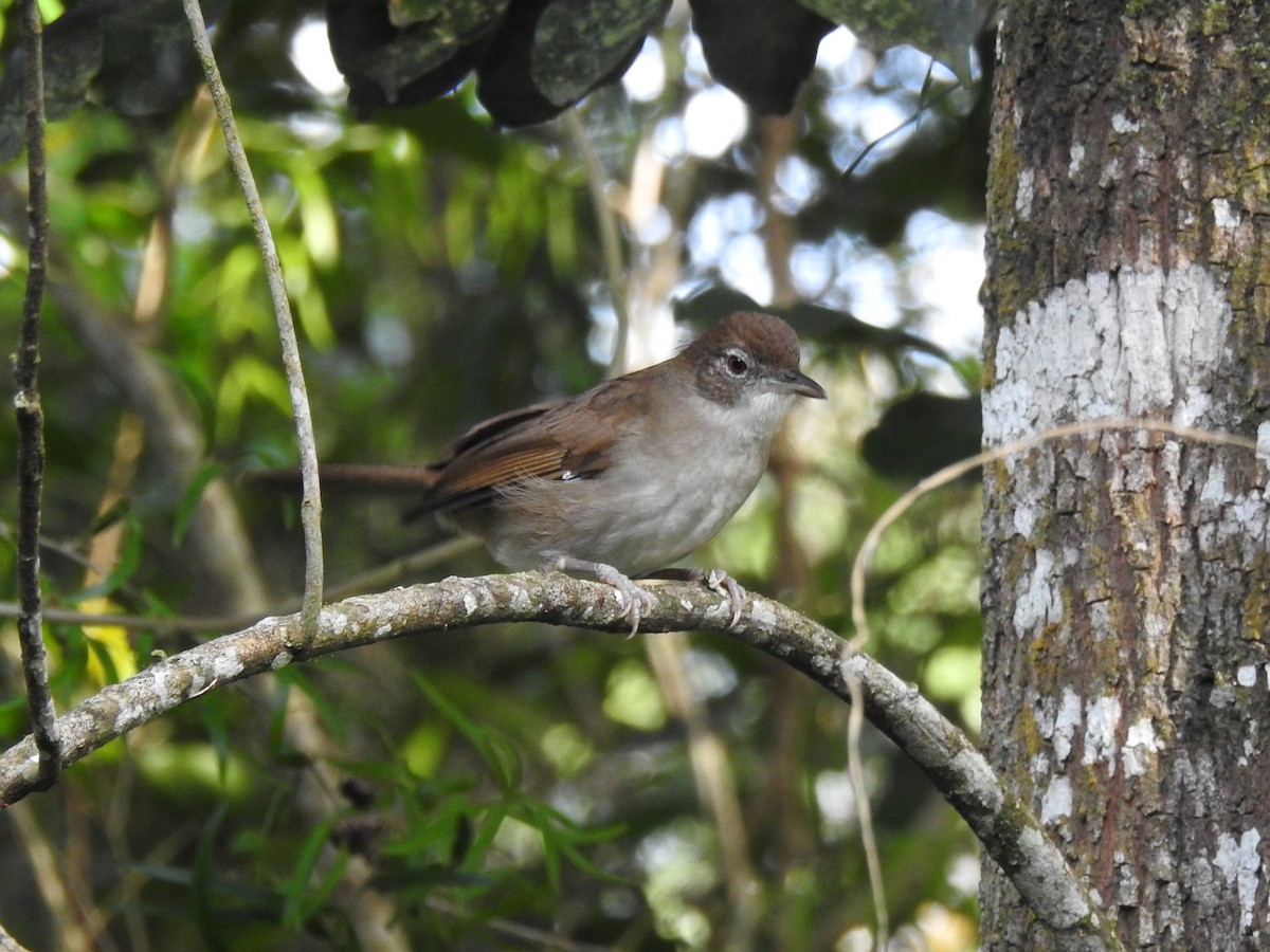 Terrestrial Brownbul - Paul Dill-Franzen