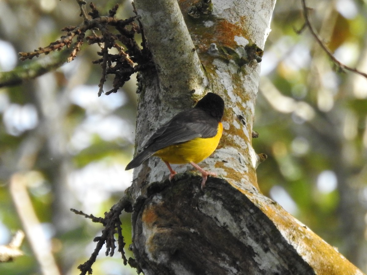 Dark-backed Weaver - ML635950383