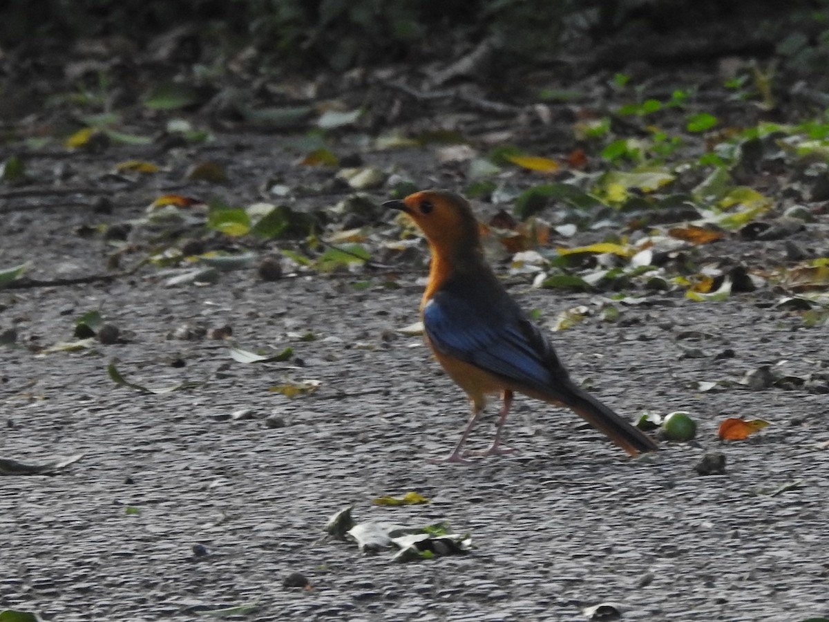 Red-capped Robin-Chat - ML635950395