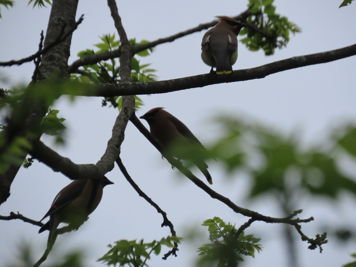 Cedar Waxwing - ML635950438