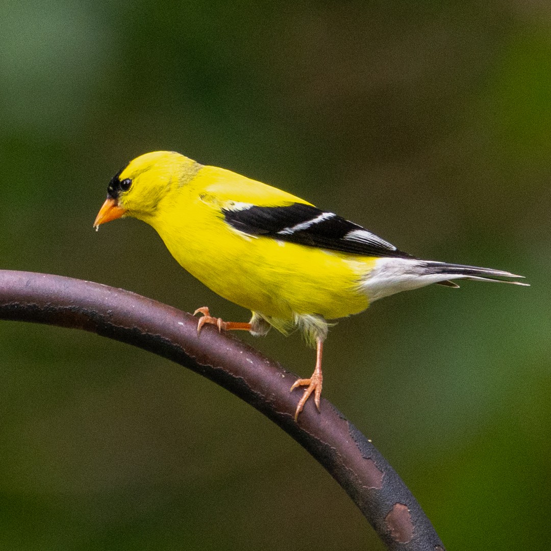American Goldfinch - ML635950465