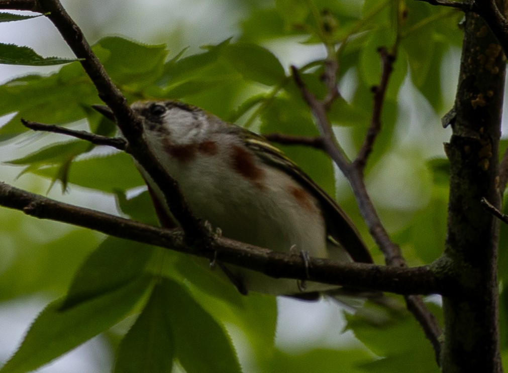 Chestnut-sided Warbler - ML635950567