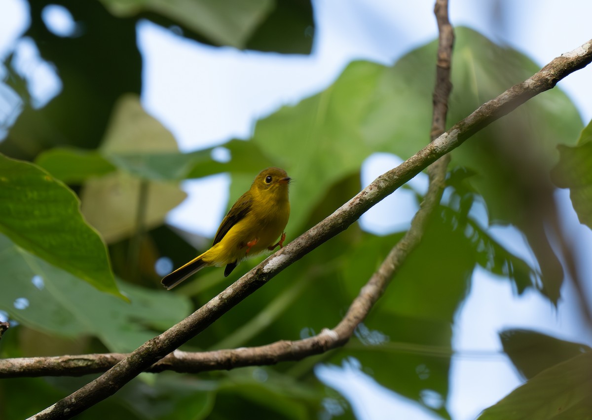 Citrine Canary-Flycatcher - ML635950606